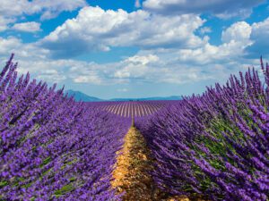 Lavender fields along your path to positive well-being