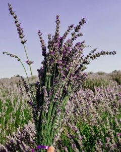 Lavender oils aromatherapy equals ... ahhhh yes