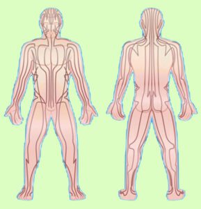 Thai massage sen lines, meridians, chi lines or energy channels of the body/